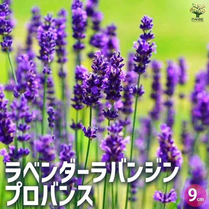 ラベンダー｜【植物のITANSE】全品送料無料・即出荷!
