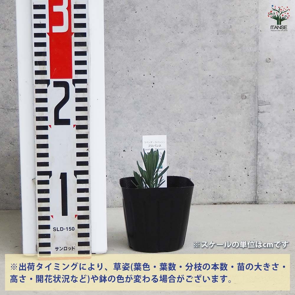 （完売）6010 13x6.5 プロバンスラベンダー ラベンダー ラバンジン グロッソ プロバンス 【ハーブの苗 9cmポット