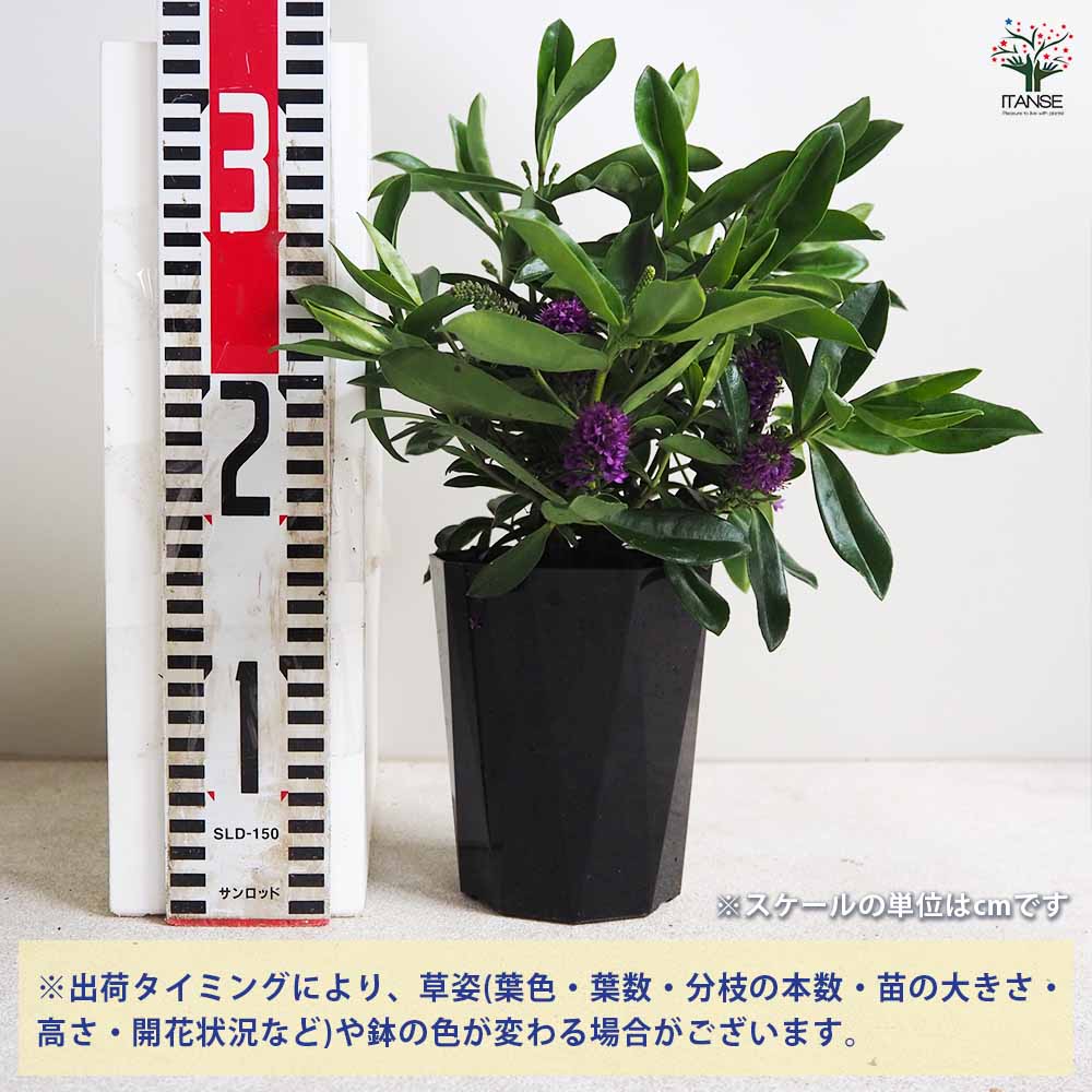 MISU A BARBE☆flowering bucket 全4色 MISU A BARBE - 海外通販のBUYMA