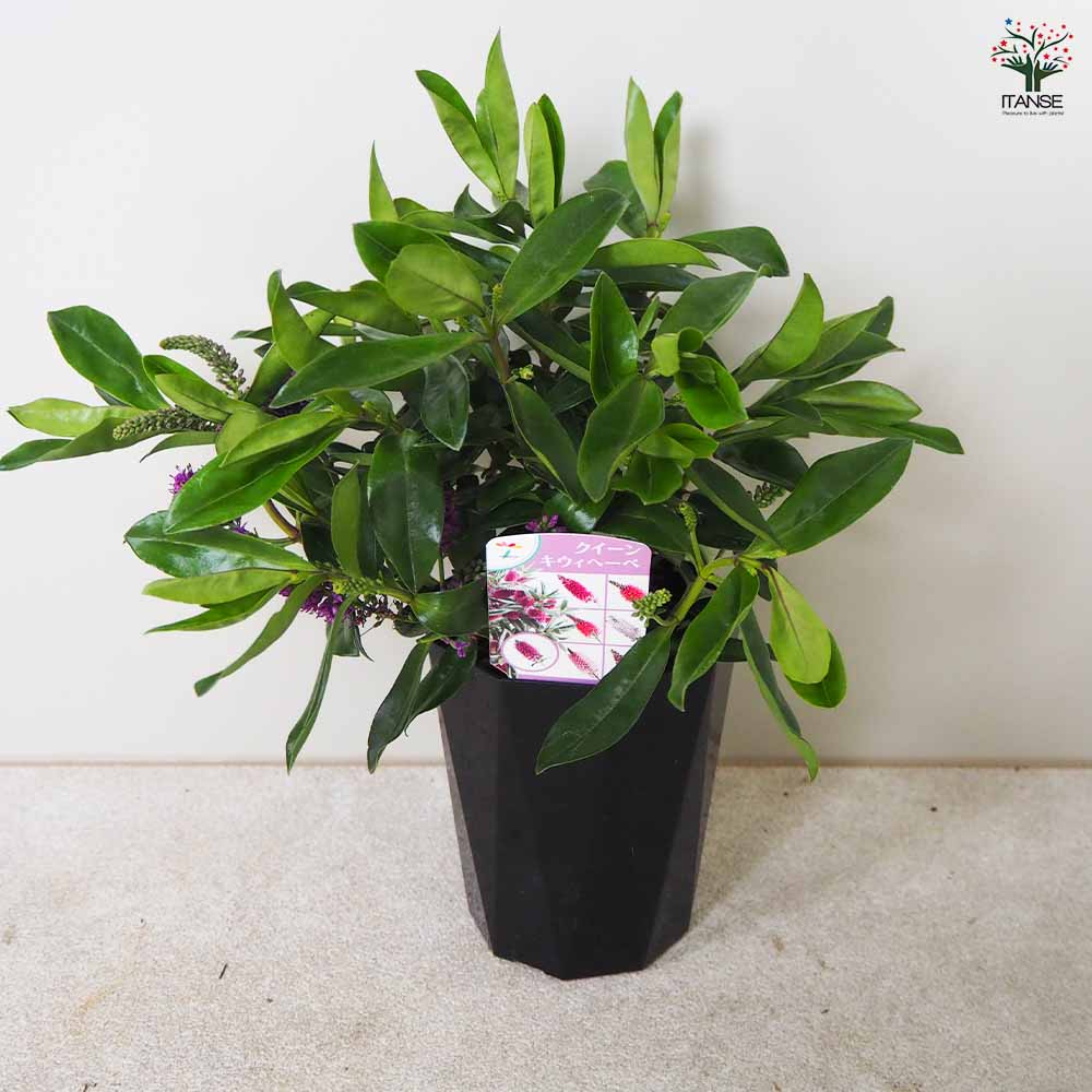 MISU A BARBE☆flowering bucket 全4色 MISU A BARBE - 海外通販のBUYMA