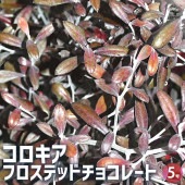コロキア フロステッドチョコレート 【花木苗 5号鉢／1個売り】|植木・花木
