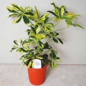 ホンコンカポック(シェフレラ) 斑入り【白】 【観葉植物 4号鉢】|観葉植物