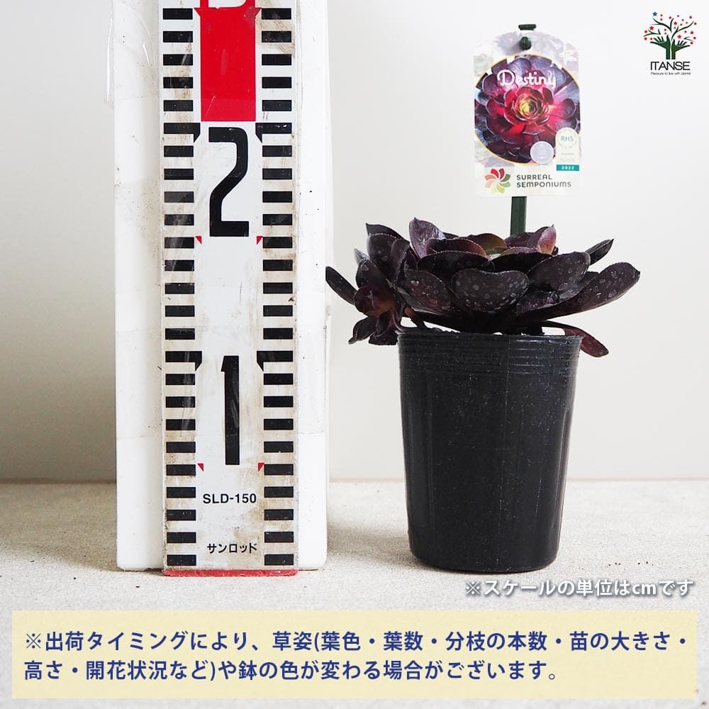 追加商品画像