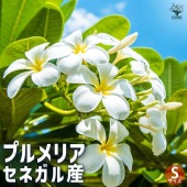 プルメリアの苗 セネガル産 Sサイズ 【花木苗 Sサイズポット／1個売り】|植木・花木