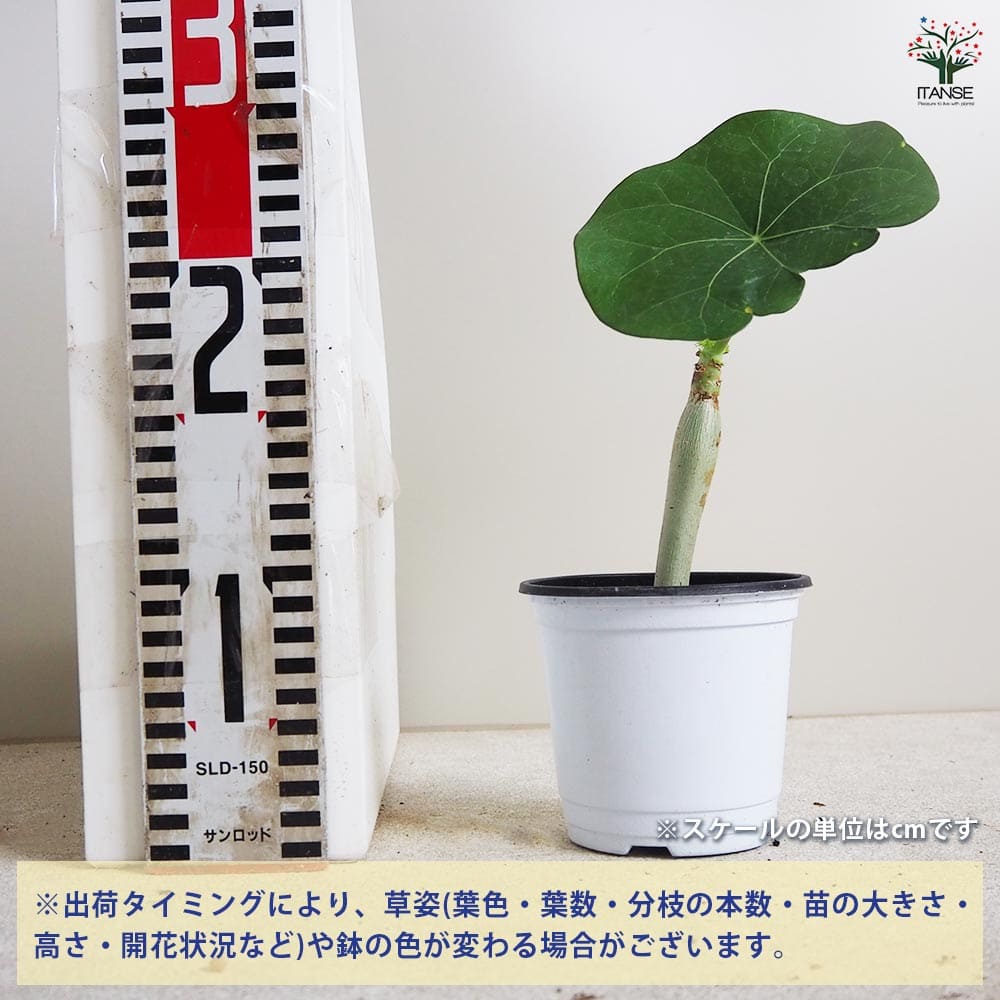 Jatropha ヤトロファ テイカザクラ 斑入り 7号鉢 Jatropha ヤトロファ
