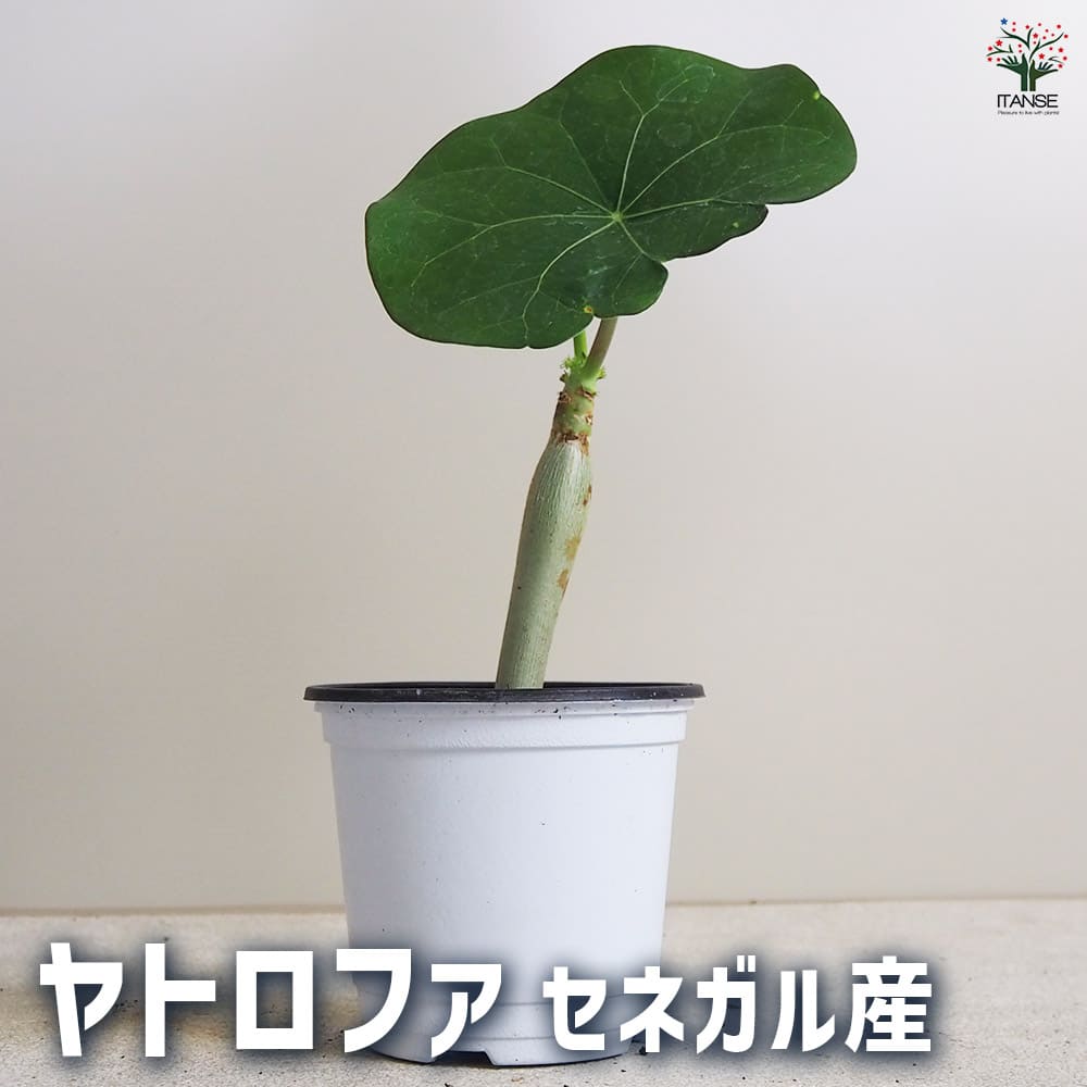 ヤトロファ セネガル産 Sサイズ 【観葉植物 Sサイズポット／1個売り】