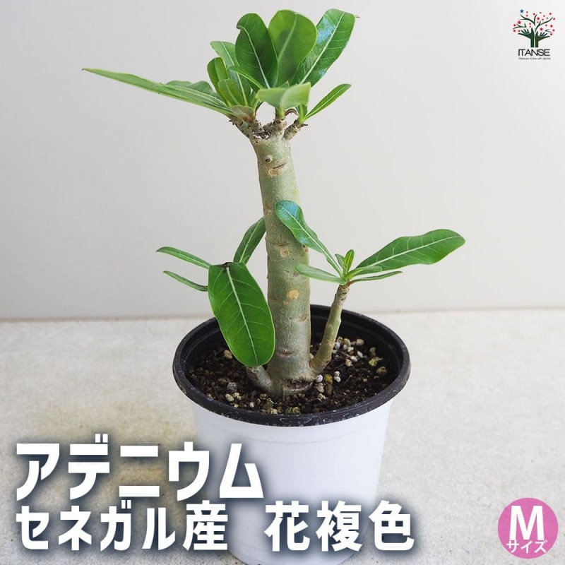 アデニウム オベスム 接木 【観葉植物 4号／1個売り】｜ 【植物の