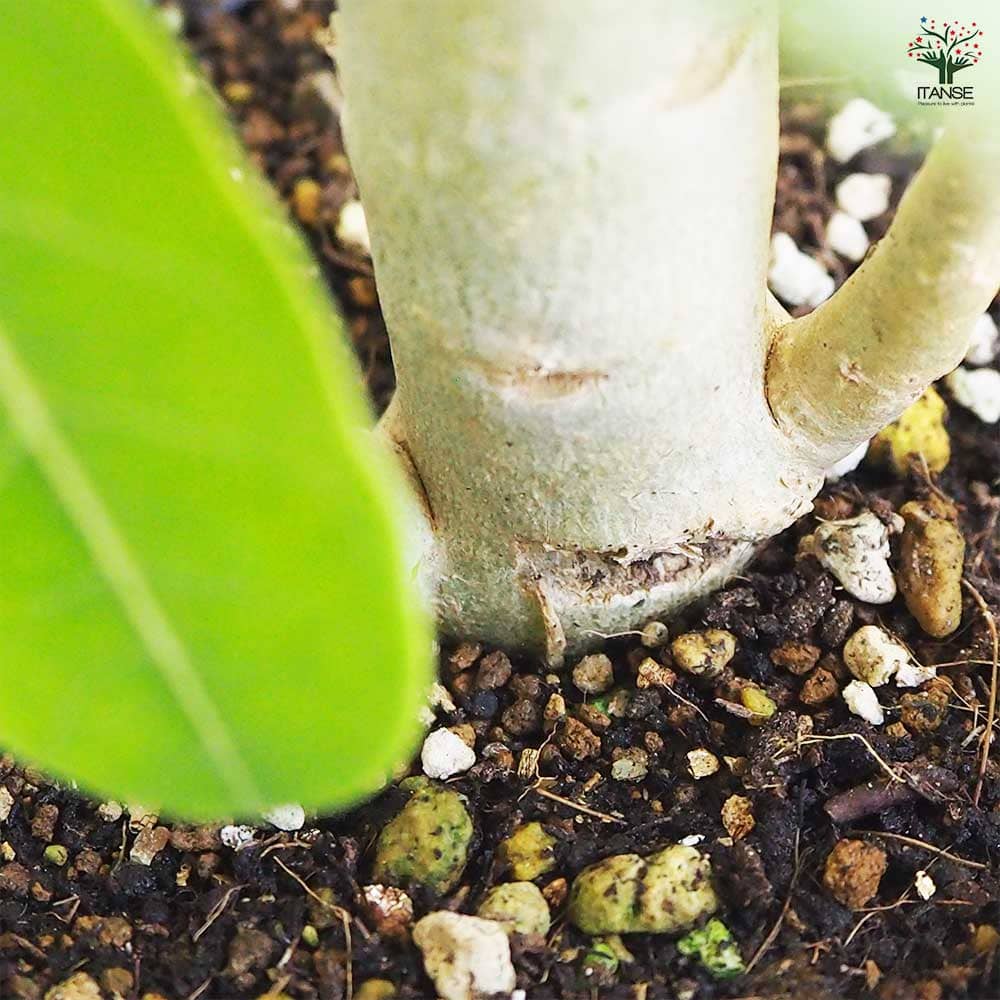 アデニウム セネガル産 花複色 Mサイズ 【観葉植物 Mサイズ