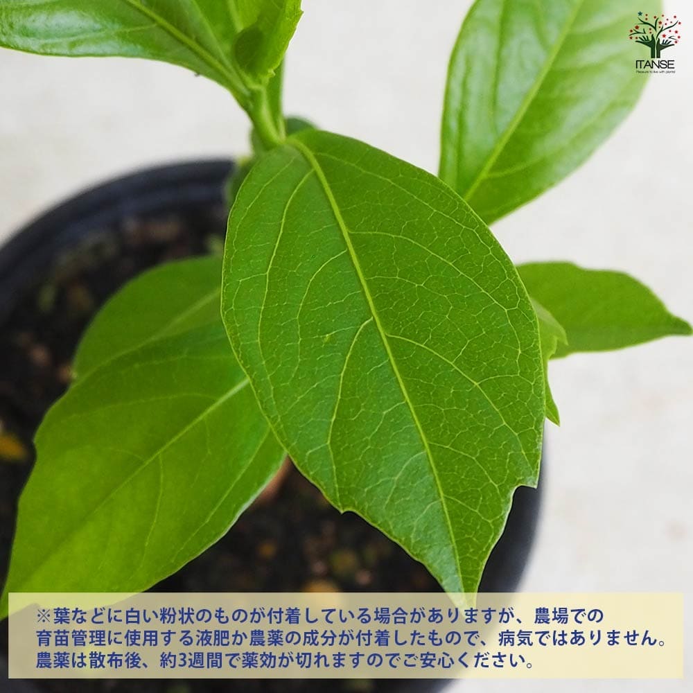 バオバブ セネガル産 Sサイズ 【観葉植物 Sサイズポット】｜ 【植物の