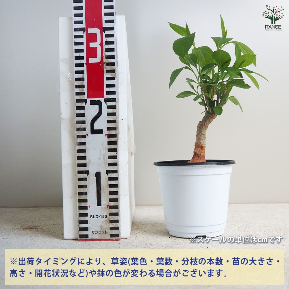 Botanical Baobab CD ボタニカル　バオバブ Botanical | baobab official site