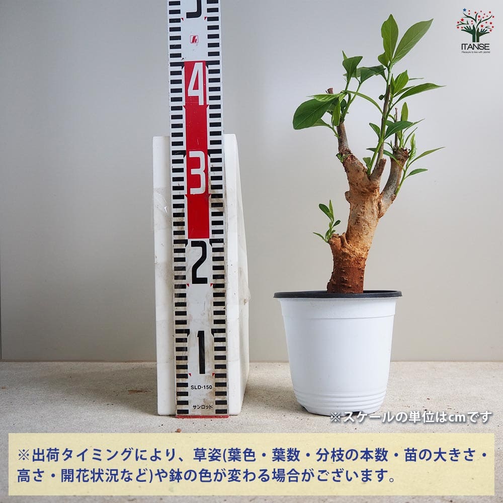 Botanical Baobab CD ボタニカル　バオバブ バオバブ コレクション | 人気No.1「ブラックパール」と同じ