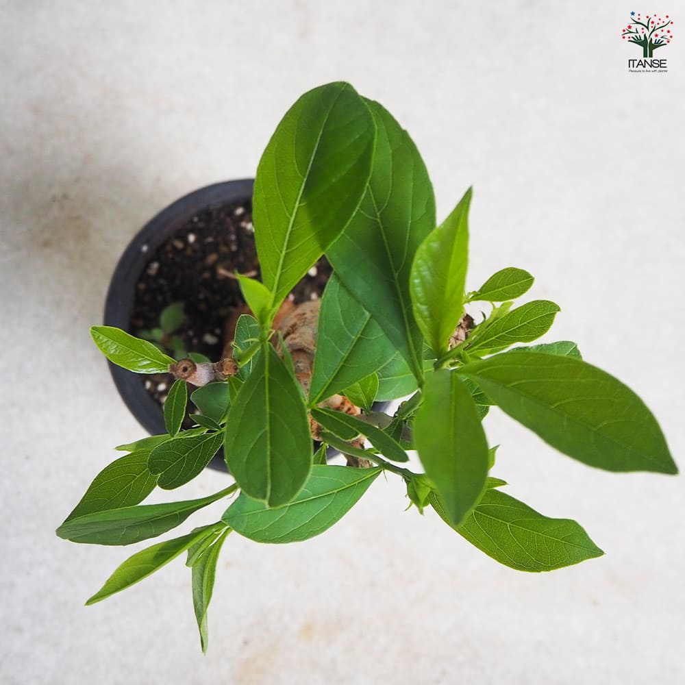 バオバブ バオバブ セネガル産 Lサイズ 【観葉植物 Lサイズポット／1個