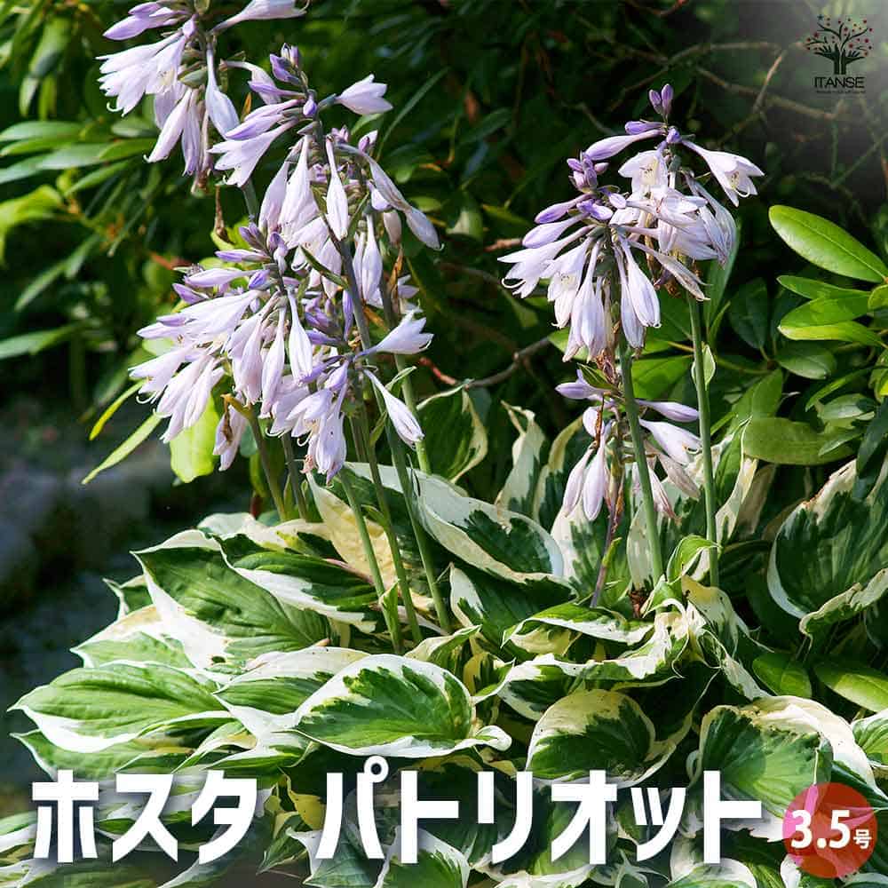 ホスタ パトリオット 【花苗 3.5号ポット／1個売り】