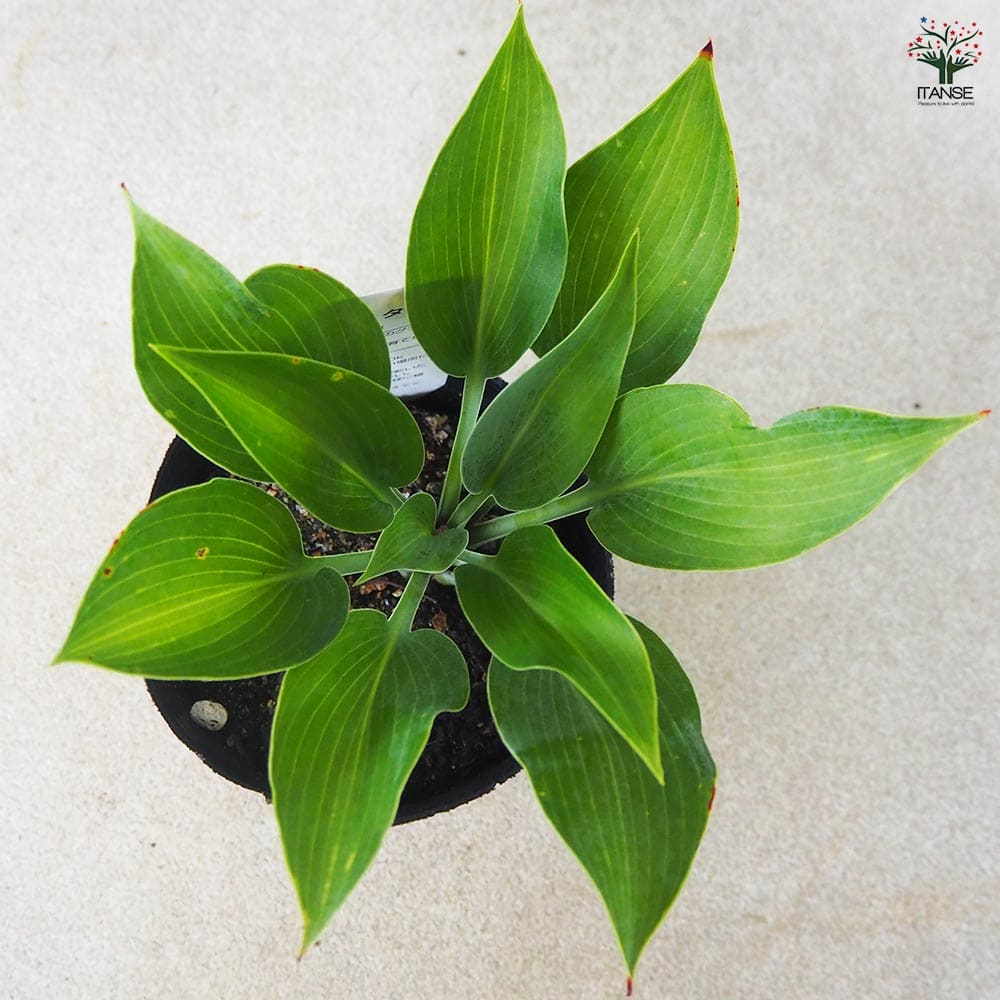 ホスタ ハルシオン 【花苗 3.5号ポット／1個売り】｜ 【植物の