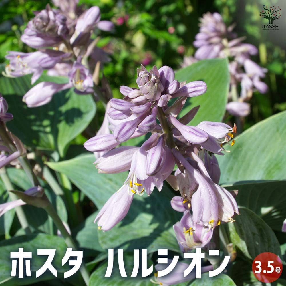ホスタ ハルシオン 【花苗 3.5号ポット／1個売り】｜ 【植物の