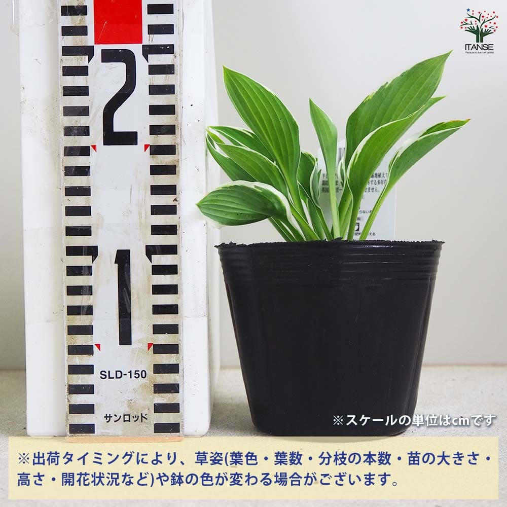 ホスタ フランシー 【花苗 3.5号ポット／1個売り】｜ 【植物の