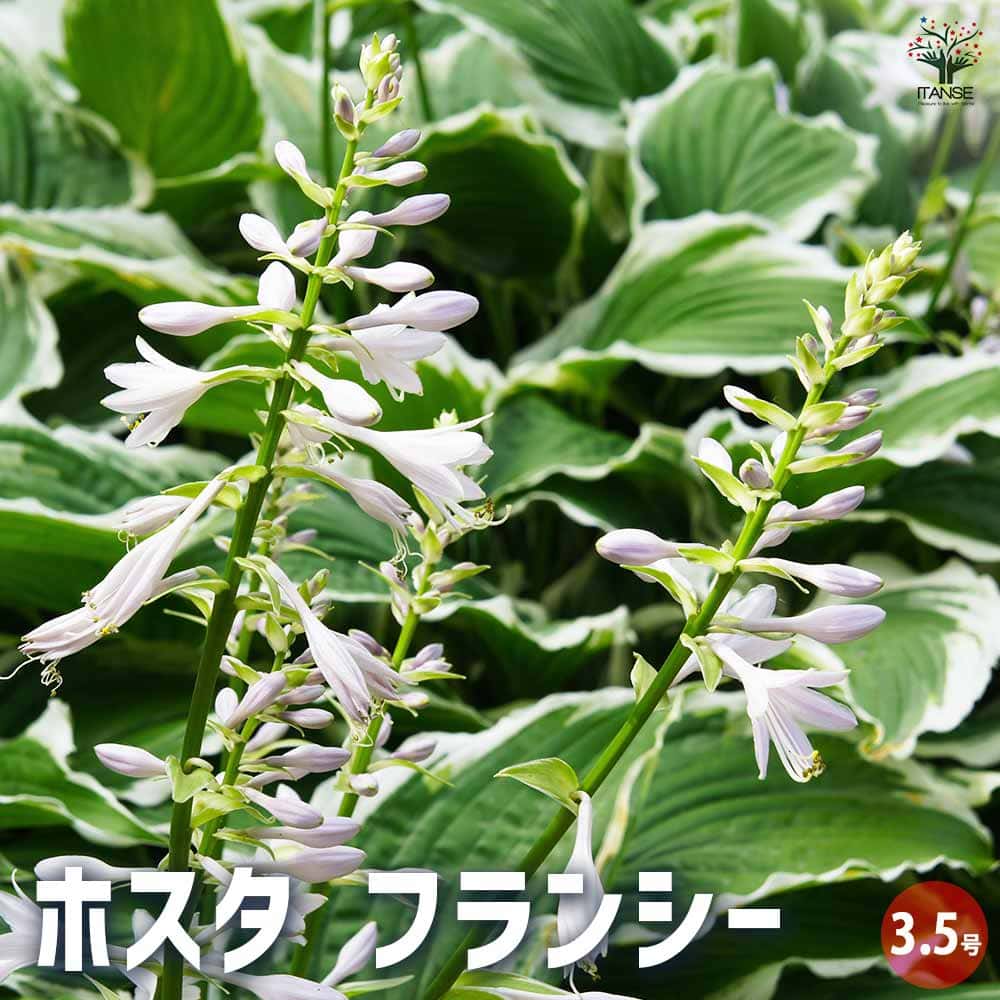 ホスタ フランシー 【花苗 3.5号ポット／1個売り】｜ 【植物の