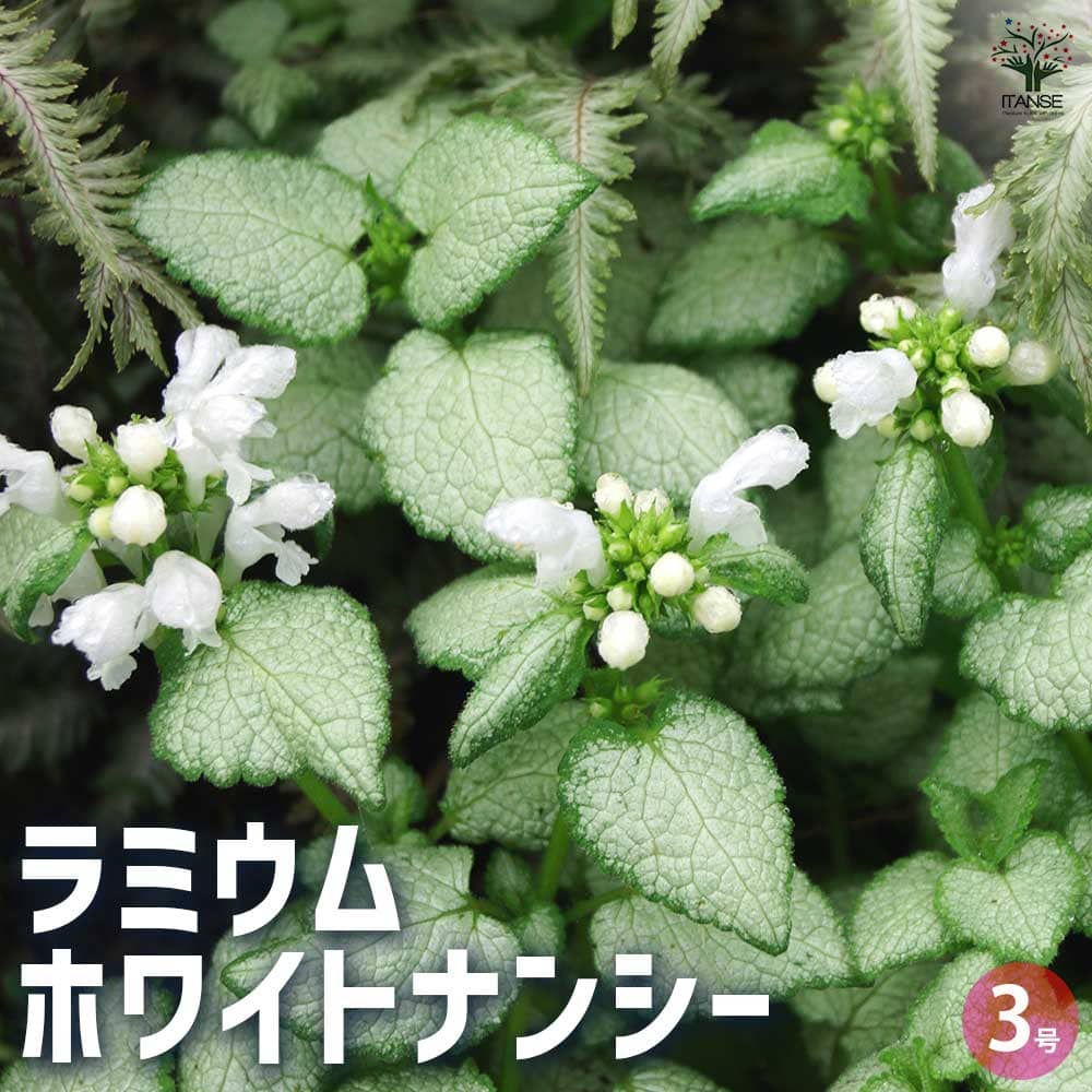 ラミウム ホワイトナンシー 【花苗 3号ポット】