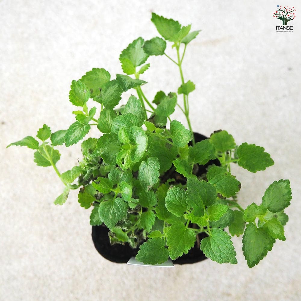 ラミウム ビーコンシルバー 【花苗 3号ポット】｜ 【植物の