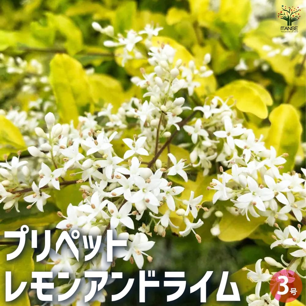 プリペット レモンアンドライム 【花木苗 3号ポット】
