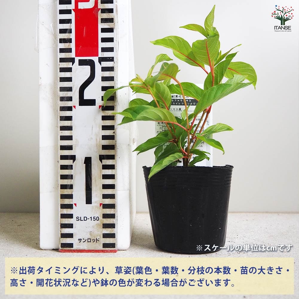 花さま専用 GK-RTX4060Ti-E8GB/WHITE/DF | GK-RTX4060Ti-E8GB/WHITE/DF
