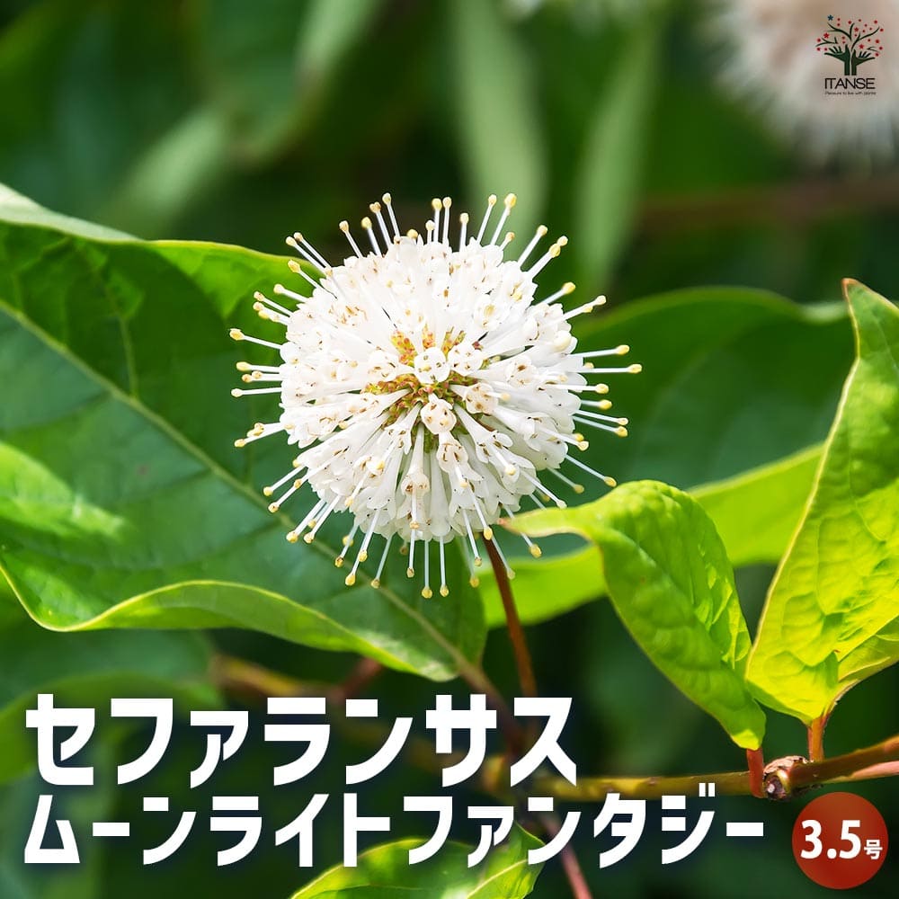 花苗 花苗 PW スーパーランタナ ムーンホワイト 4号 栄養系 白 多年草