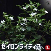 セイロンライティア 【花木苗 3号ポット】|植木・花木