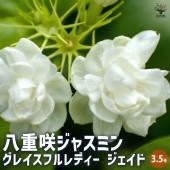 ジャスミン 八重咲 グレイスフルレディー ジェイド 【花木苗 3.5号ポット】|植木・花木