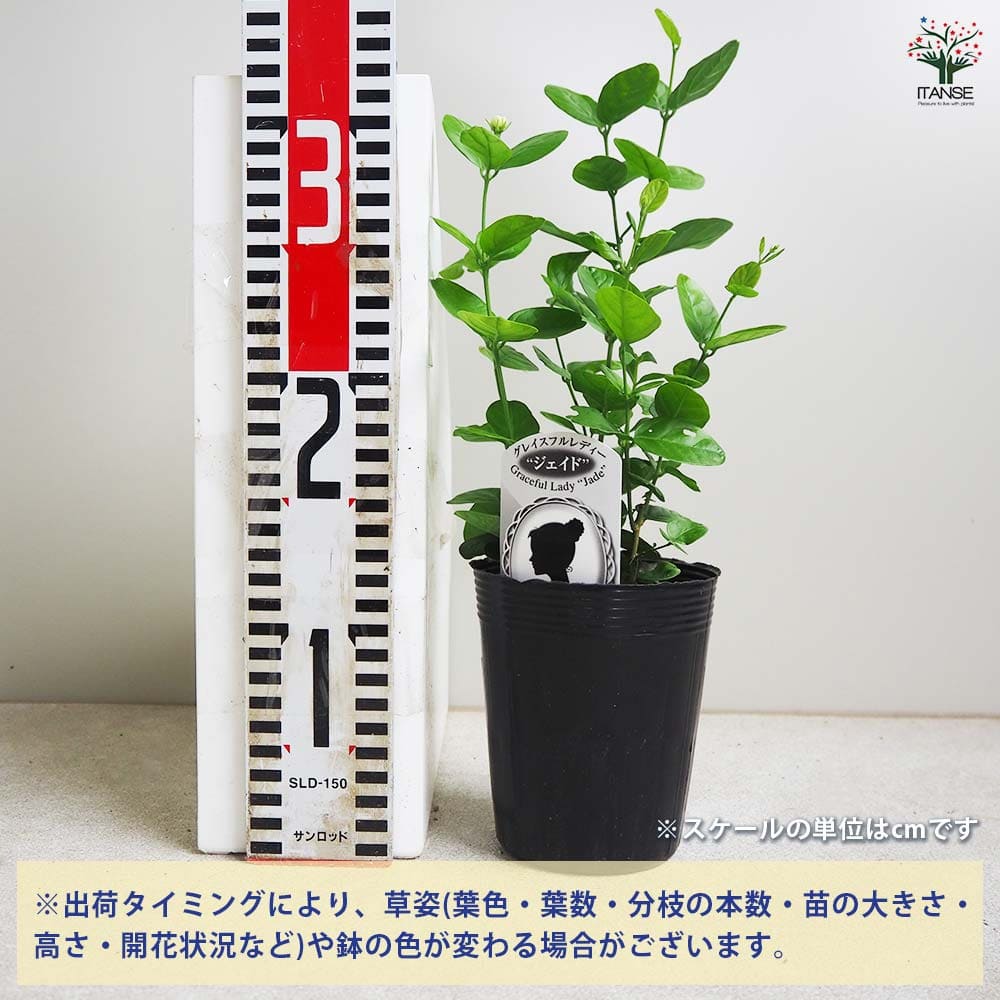 楽天市場】バラ咲きジャスミン 9cmポット苗 （ 八重咲き