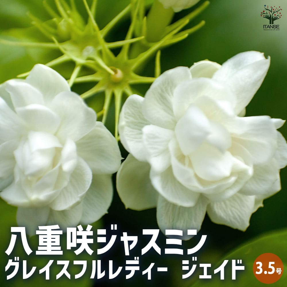 ジャスミン 八重咲 グレイスフルレディー ジェイド 【花木苗 3.5