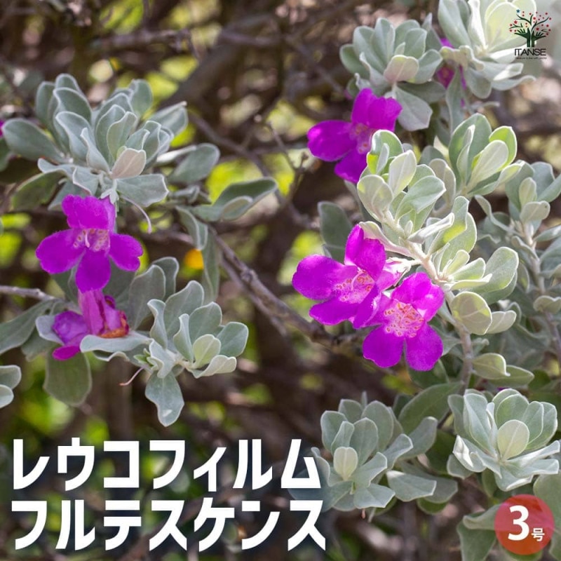 レウコフィルム 3 フルテスケンス ファイバー鉢 楽天市場】レウコフィルム（フルテスケンス：1鉢） 4号