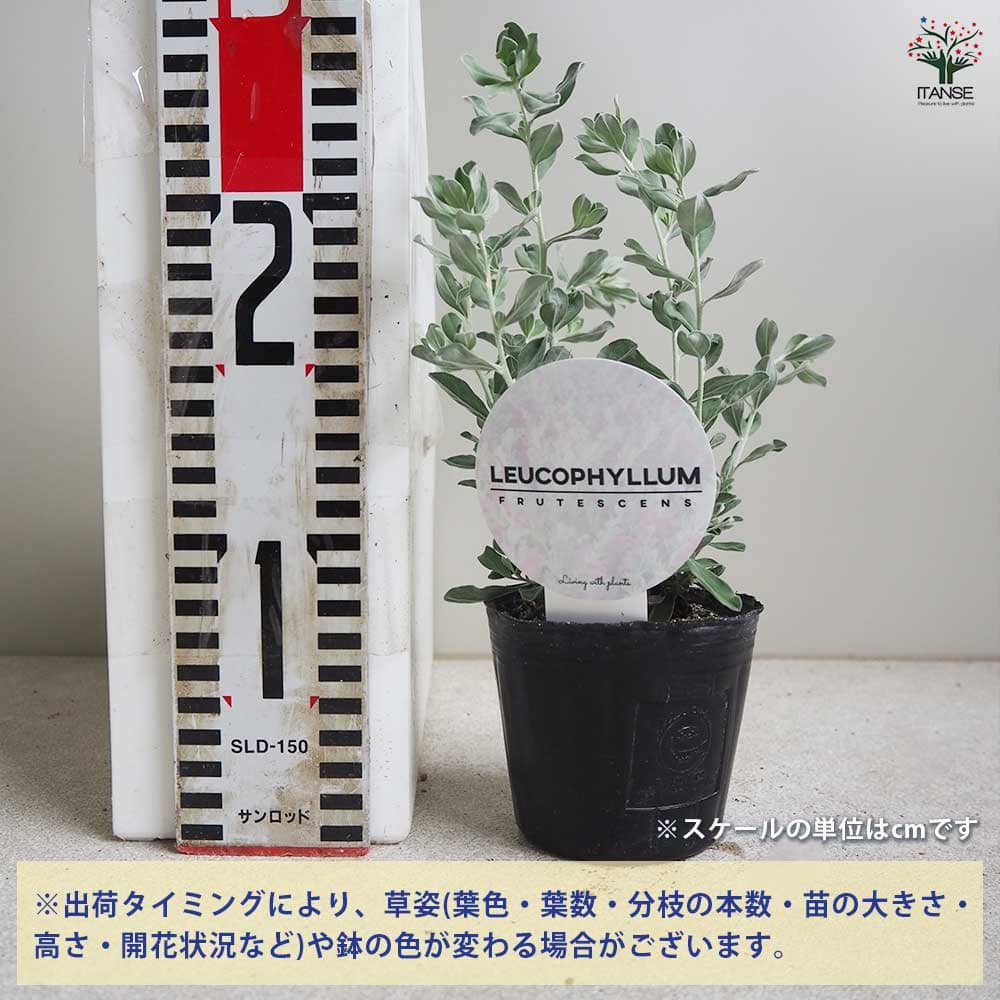 レウコフィルム フルテスケンス 【花木苗 3号ポット】｜ 【植物の