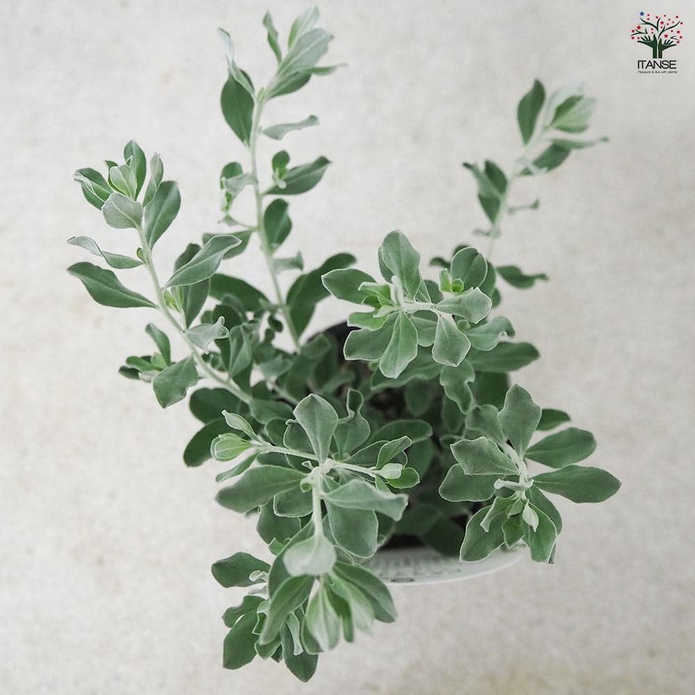 レウコフィルム フルテスケンス 2個セット 楽天市場】レウコフィルム 『 フルテスケンス 』 10.5cmポット苗 花木