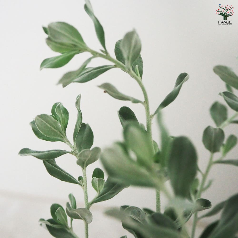 ビッキさん確認用レウコフィルム レウコフィルム フルテスケンス 【花木苗 3号ポット】｜ 【植物