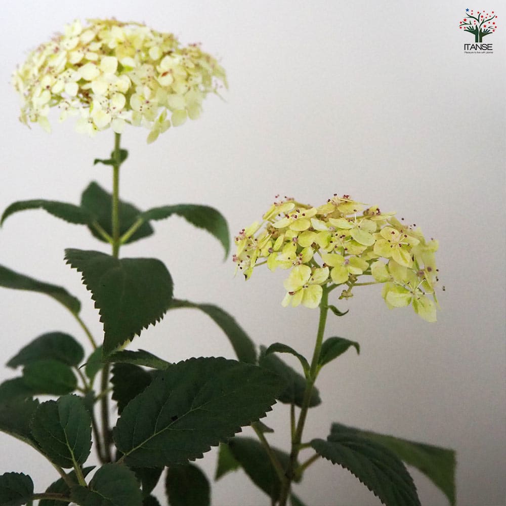 アジサイの苗 アメリカアジサイ ライムのアナベル 【花木苗 5号ポット