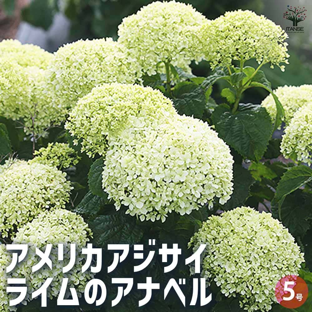 アナベル C① 白いアジサイ 挿し芽2年目幼苗 アメリカ紫陽花 抜き苗1