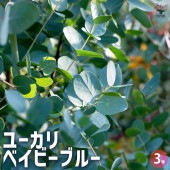 ユーカリ ベイビーブルー 【花木苗 3号ポット】|植木・花木