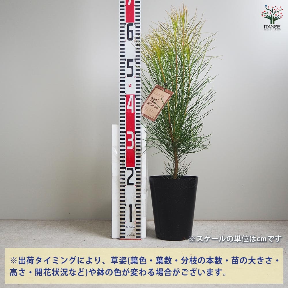 オーラックス ブロンズヘイズ 【花木苗 5号鉢／1個売り】｜ 【植物の