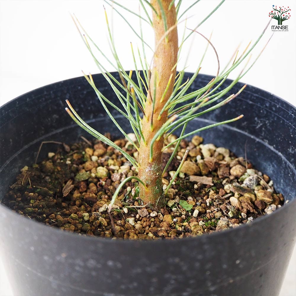 オーラックス ブロンズヘイズ 【花木苗 5号鉢／1個売り】｜ 【植物の