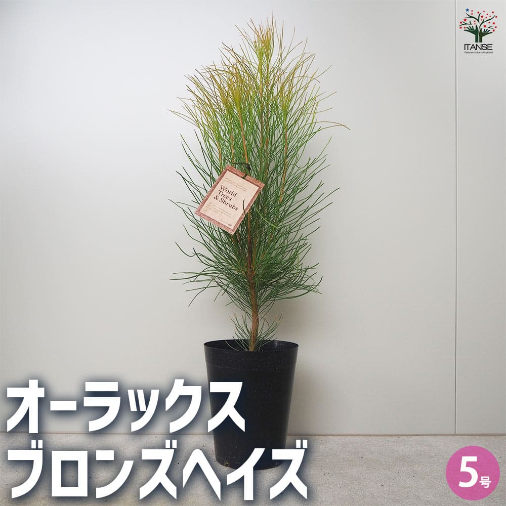 オーラックス ブロンズヘイズ 【花木苗 5号鉢／1個売り】