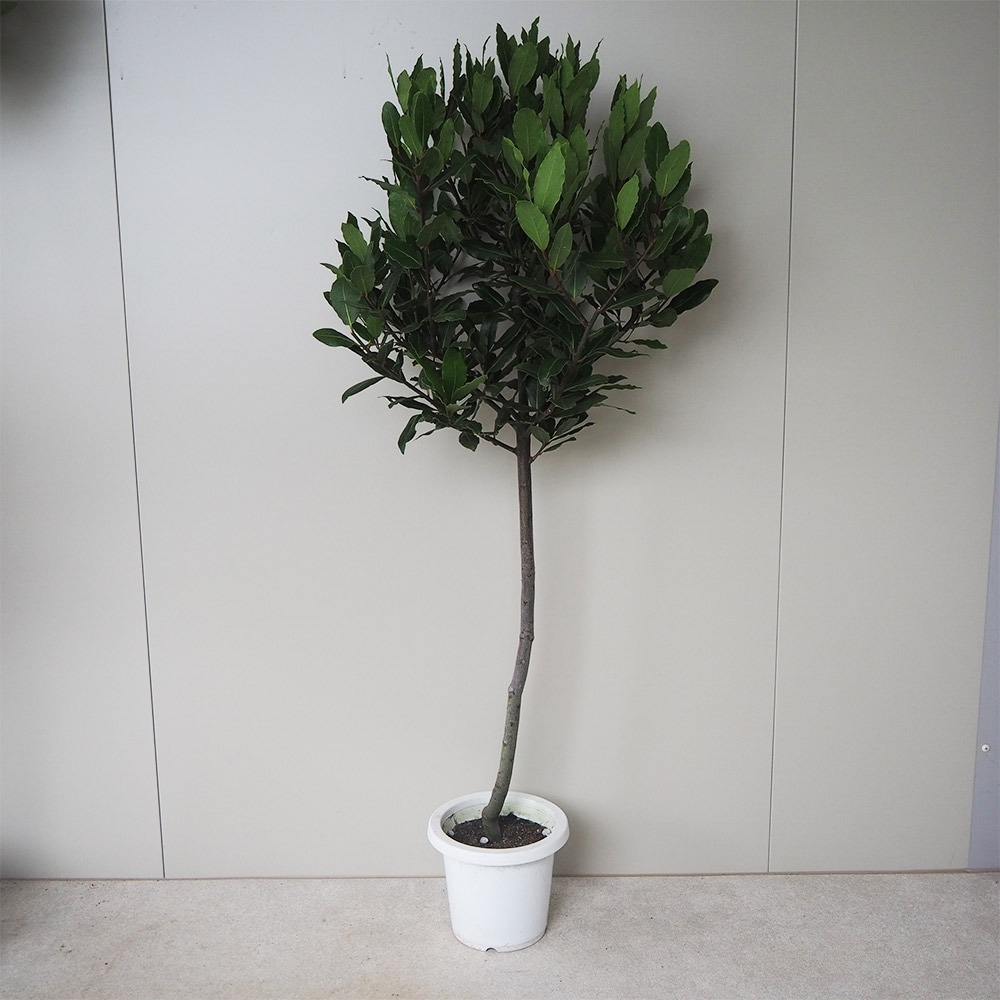 月桂樹 ローリエ スタンド仕立て 【花木苗 6号鉢／1個売り】