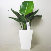 ストレリチア(オーガスタ) 丸葉 【観葉植物 5号鉢／1個売り】|観葉植物