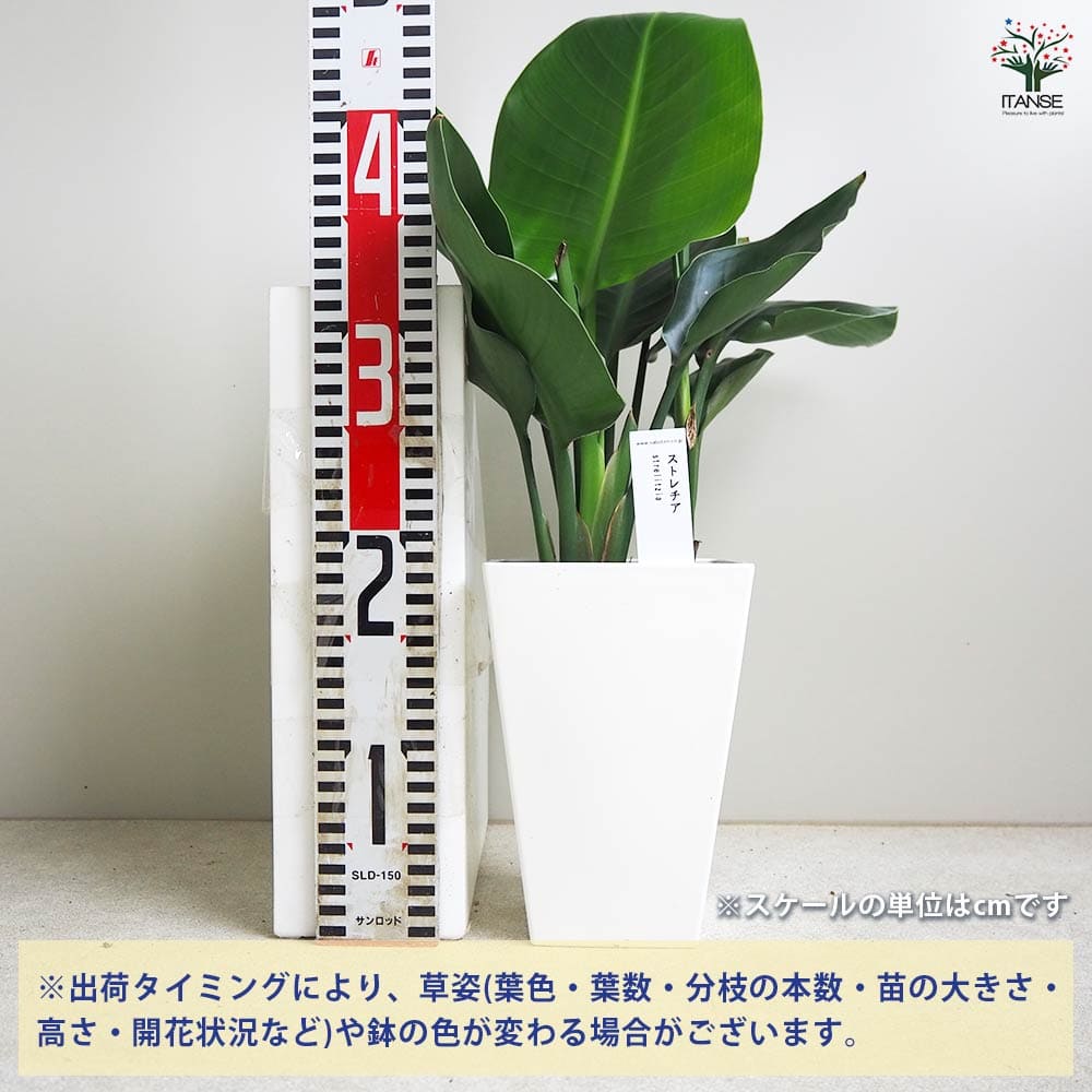 週末特価！オーガスタ　ストレリチア　ニコライ　3株植え　苗　苗木　10号鉢 現品］3番 ストレリチアニコライ オーガスタ 10号 尺鉢 観葉植物