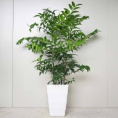 ナギ(梛の木) 【観葉植物 7号鉢／1個売り】|観葉植物