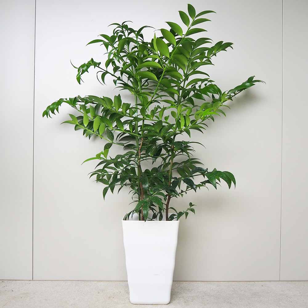 ナギ(梛の木) 【観葉植物 7号鉢／1個売り】