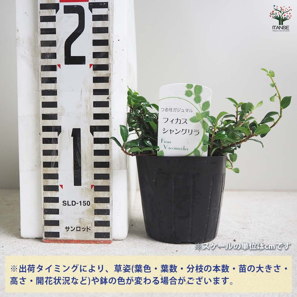 フィカス 観葉植物 観葉植物 フィカス ベンガレンシス 8号 曲り ベータ キューブ