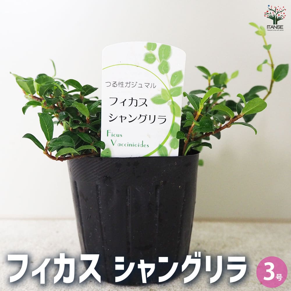 フィカス シャングリラ 【観葉植物 3号ポット】