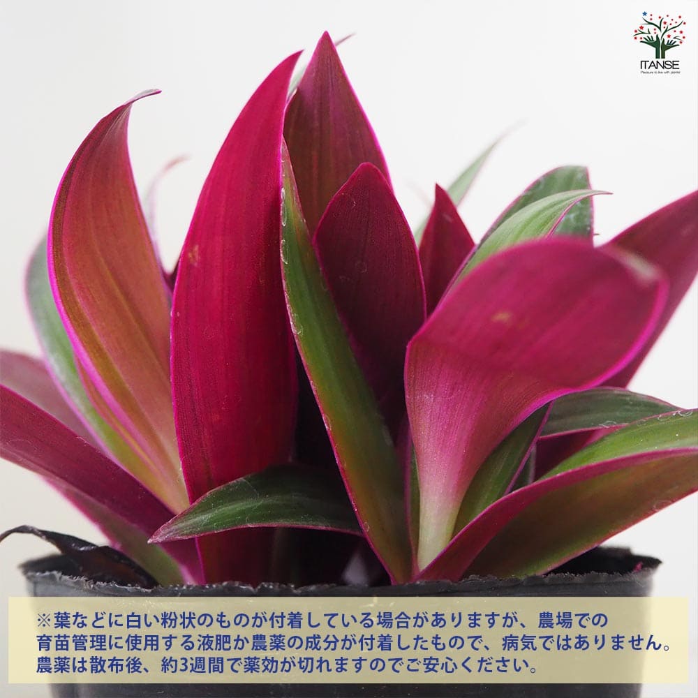 ムラサキオモト オーロラ 【観葉植物 3.5号ポット】｜ 【植物の