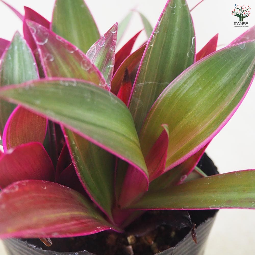 ムラサキオモト オーロラ 【観葉植物 3.5号ポット】｜ 【植物の