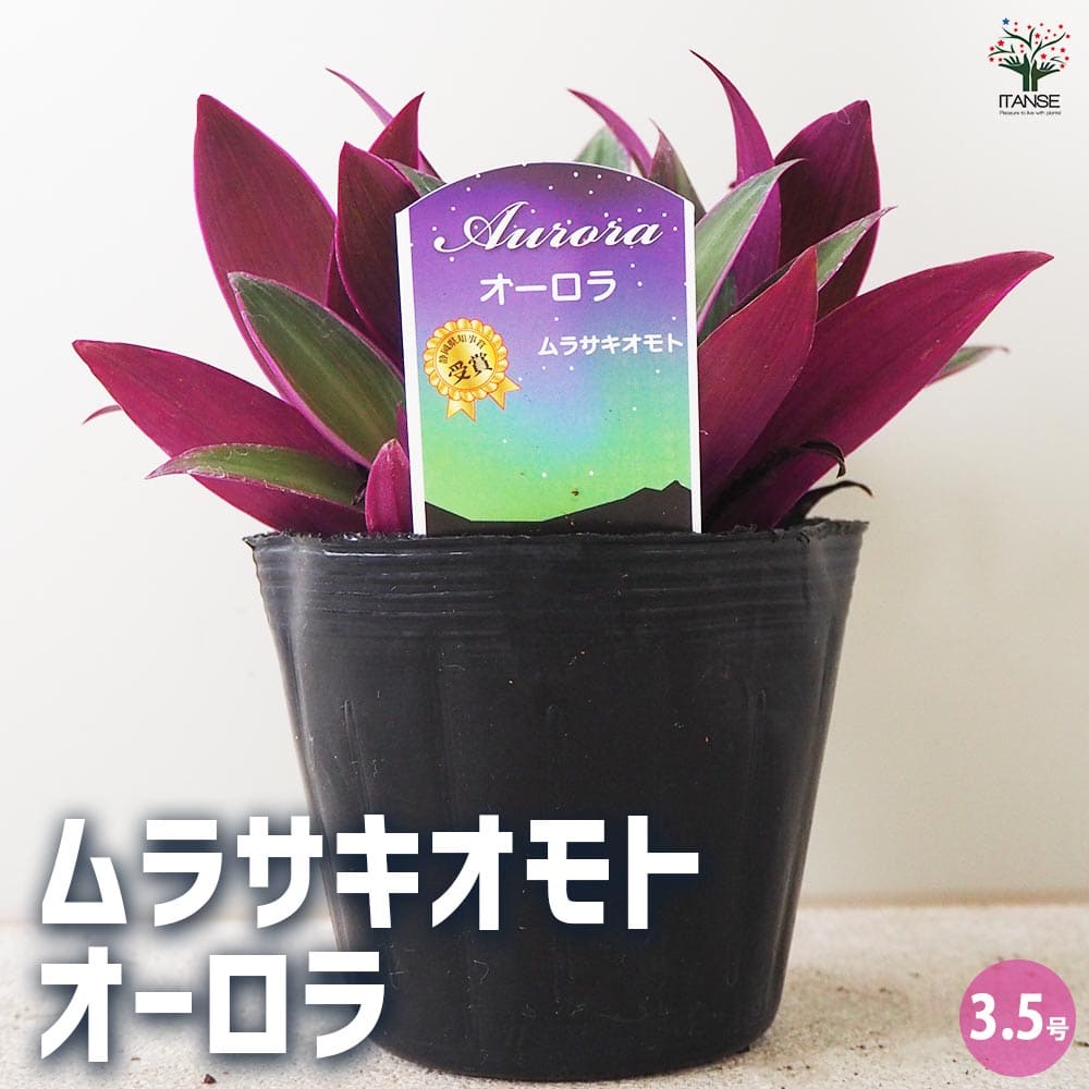 ムラサキオモト オーロラ 【観葉植物 3.5号ポット】